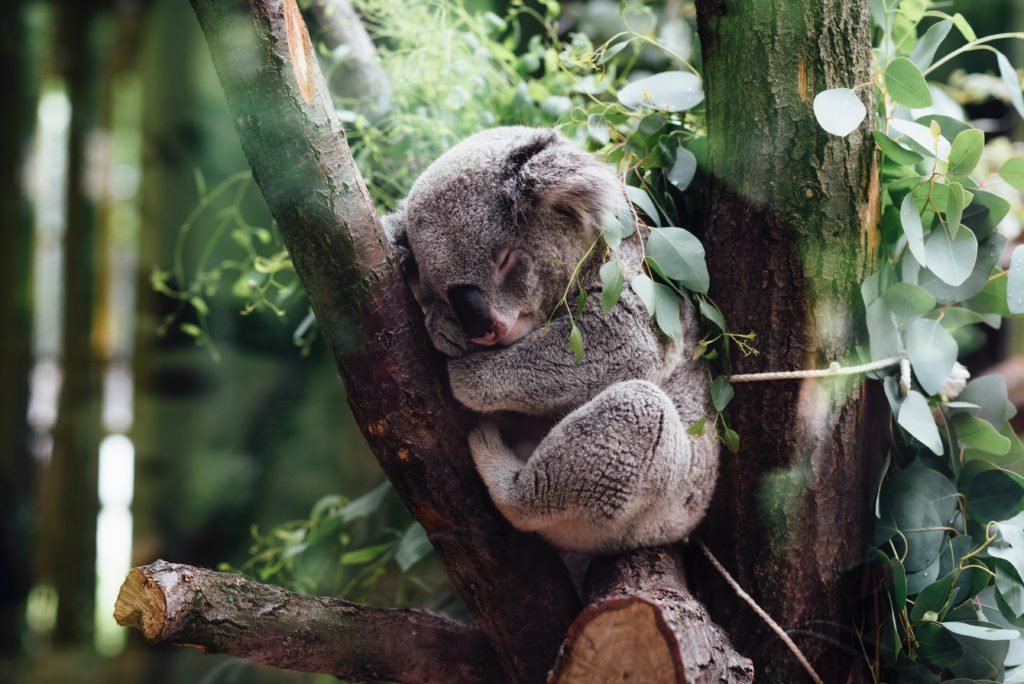 Koala Sleeping: Sleep is an important habit for entrepreneurs